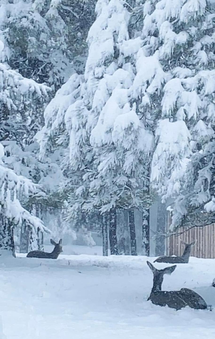 Kathys Cabin, King Bed, Hot Tub, Near-Nau & Downtown Attractions, Perfect Year-Round Mountain Getaway Флагстаф Екстериор снимка